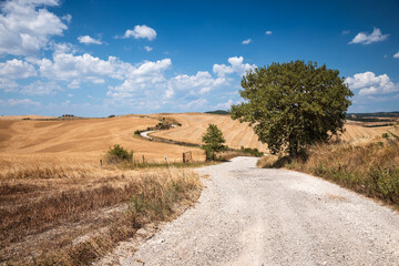 Naklejka premium Golden harvested fields and winding gravel road in the rolling hills of Tuscany, Italy. Scenic summer countryside landscape with dry grass and blue sky with white clouds.