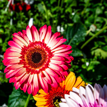 A captivating color contrast blending soft pink and vibrant red in Gerbera flowers, captured in a high-resolution macro shot that highlights the exquisite geometric details of the blooming petals.