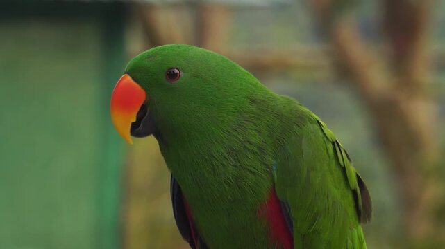 Close-up of a green male eclectus parrot with an orange beak
