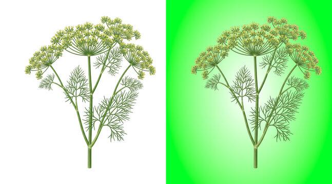 Fresh green dill herb plant with umbel flowers isolated on a white background, for cooking