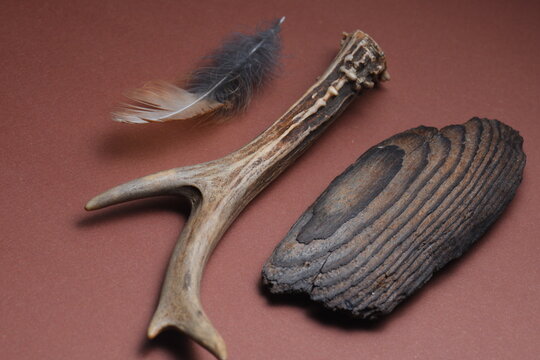 High angle view of a small deer antler bone, a soft bird feather, and an old piece of textured wood arranged on a solid brown background. Shamanic or hunter composition with soft lighting.