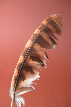 Close-up of a striped bird feather on a terracotta background.
