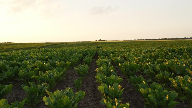 Lush green sugar beet field basking in the golden sunset light and growing in straight rows for industrial cultivation