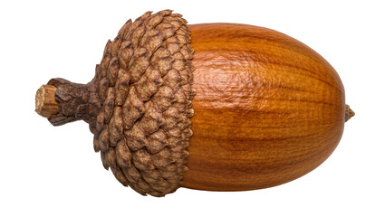 Brown acorn with textured cap, isolated on transparent background © Alexa