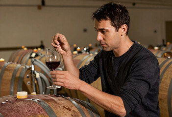 Fototapeta premium Winemaking and quality control, professional winemaker inspecting red wine in a cellar with oak barrels for fermentation and aging process in winery