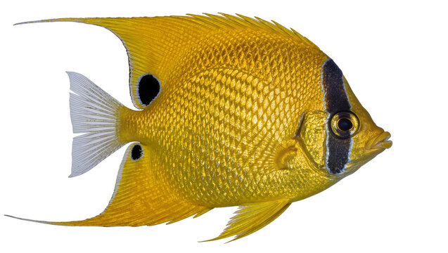 Golden butterflyfish with black eye spots, isolated on transparent background