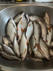 Fresh raw small river fish roach and bream in a stainless steel kitchen sink prepared for cleaning, scale removal and cooking © Olena Dmitriieva
