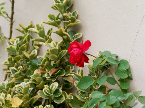 Fleur rouge sur feuillage panach&eacute; dans un jardin