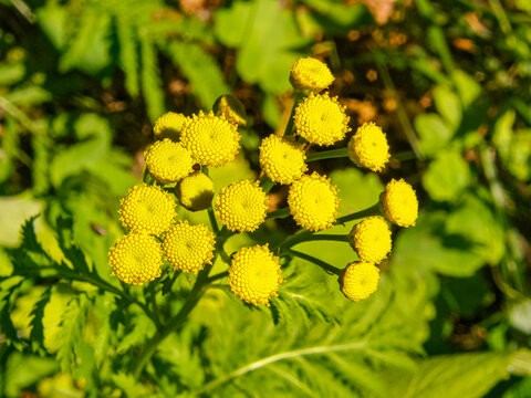 Tanacetum vulgare or Common Tansy, yellow flowers without petals, close up. Blossoms are like golden buttons no ray, only tiny center disc. Herbaceous, flowering plant of the aster family Asteraceae.