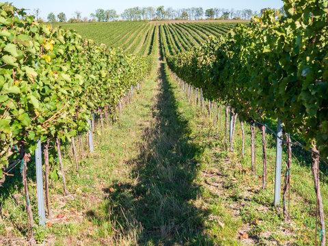 View between lush green grapevine rows in a vineyard near Valtice and Mikulov, South Moravia, Czech Republic. Sunny wine-growing landscape with a grassy path and rolling hills.