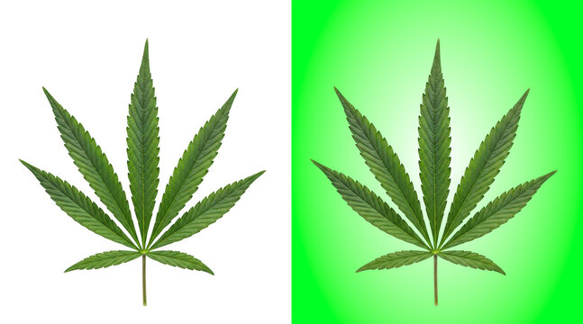 Single green leaf with detailed veins isolated on a white background, for hemp plant