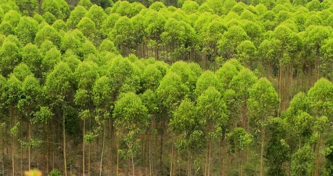Lush green canopy of towering eucalyptus trees in a plantation forest. Forward movement. Raw/flat color profile for maximum color grading flexibility.