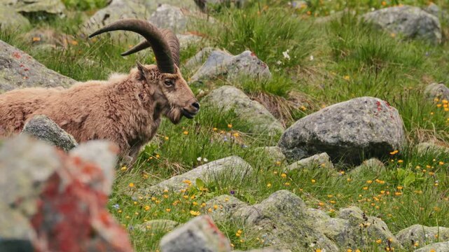 Herd of West Caucasian tur Capra caucasica with large horns grazing on a steep grassy slope with majestic rocky mountains in the background. Wild mountain goats in their natural habitat in slow motion
