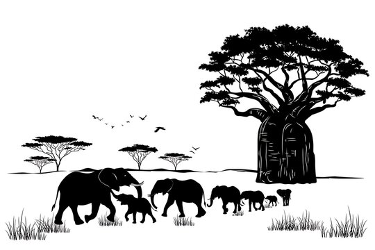 Elephant family walking in African savanna with baobab tree