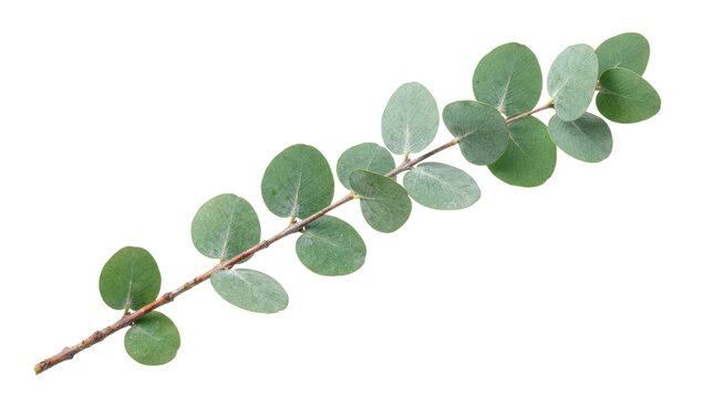 Eucalyptus branch &mdash; Photorealistic single eucalyptus branch, muted green round leaves and slender natural stem; diagonal close-up view, razor-sharp botanical detail, ultra-detailed 8K quality, on a