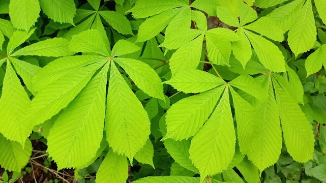 Lush green horse chestnut leaves background gently swaying in breeze, vibrant aesculus hippocastanum foliage texture pattern in spring garden or forest top view 4k video