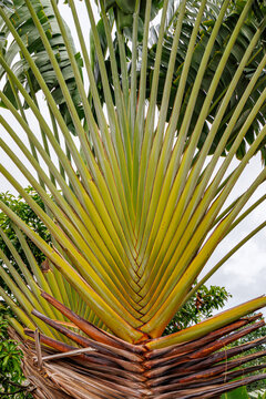 Large palm leaves showcase their structure in a tropical garden setting