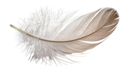 Delicate brown and white bird feather with fluffy downy barbs, isolated on transparent background © Nicolae