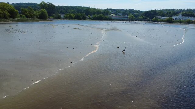 Drone footage captures a Great Blue Heron stalking prey in shallow water across a vast mudflat at low tide. A tree-lined shoreline and distant buildings are visible in Rivi&egrave;re-du-Loup, Quebec, Canada.