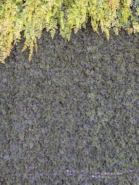 Cascading Ferns Over Lush Green Living Wall