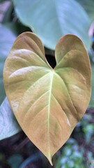 Close up of a heart shaped young Anthurium leaf with bronze and green colors against a blurred natural background  © Syadlan123