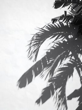 Minimalist tropical palm tree leaf shadow overlay on white concrete wall background