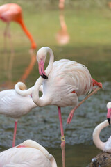 A flamingo standing on one leg in a pond © officek