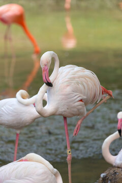 A flamingo standing on one leg in a pond