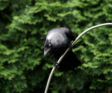 jackdaw in the garden