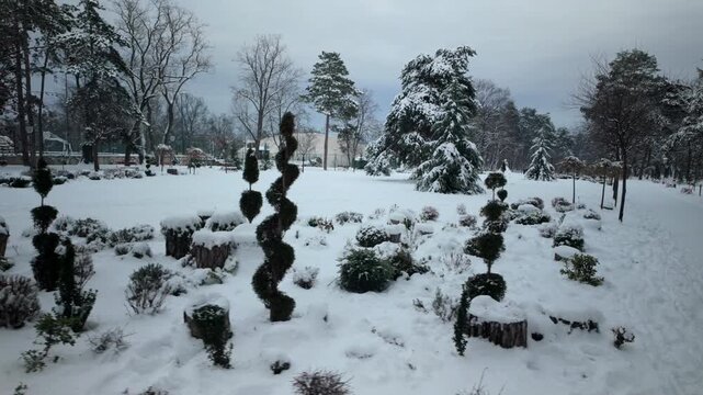 Snow Covered Park Garden Sculpted Evergreen Shrubs