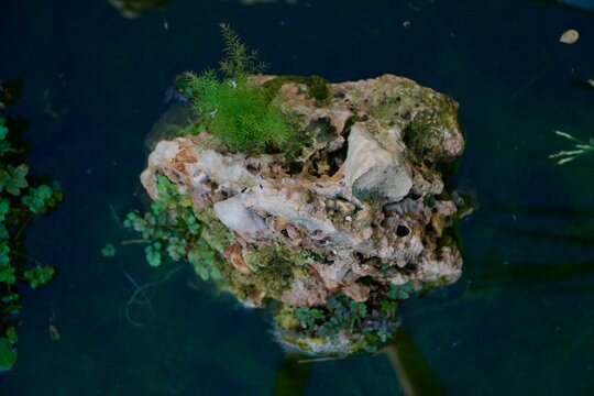 The mini rock on the water