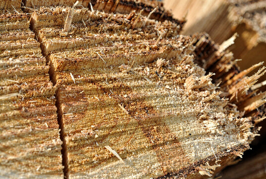 Close-up of Splintered Wood Texture Background