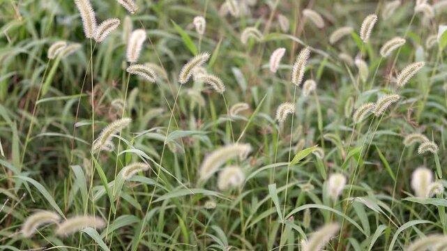 そよ風に揺れるエノコログサ、浅い被写界深度の自然映像