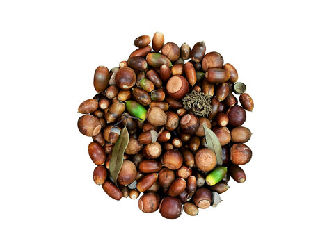 どんぐり,マテバシイ,ブナ,ドングリ,コナラ,クヌギ,カラカシ,木の実,nuts,ナッツ,秋,枯葉,落ち葉,実,雑木林の木々から落下したドングリの山。