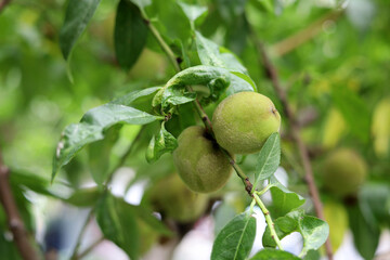 Fototapeta premium Unripe green peaches growing on tree branch in orchard.