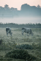 Two black and white cows grazing in a misty dew-covered pasture at dawn with a distant tree line and soft morning fog © PIC by Femke