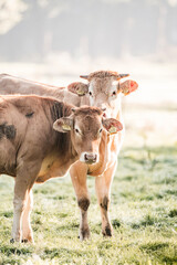 Two brown cows standing in a sunlit pasture with soft backlight and shallow depth of field © PIC by Femke