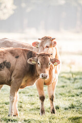 Two brown dairy cows standing together in a sunlit, misty pasture at dawn — close-up portrait of grazing cattle in dewy grass © PIC by Femke