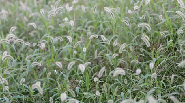 そよ風を受けてゆっくり揺れるエノコログサ、スローモーション映像