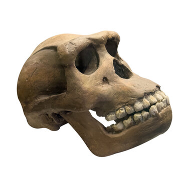 Prehistoric hominid primate skull fossil isolated on white background showing teeth and jaw structure