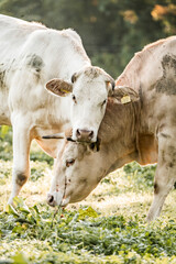 Two light-colored dairy cows grazing closely together in a sunlit pasture, close-up detail © PIC by Femke