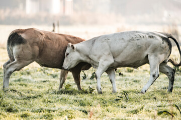 Two cattle locking heads in a sunlit dewy pasture at sunrise, rural farm livestock interaction and grazing scene © PIC by Femke