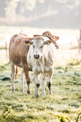 Two cows standing in a sunlit grassy pasture with morning mist and soft backlight © PIC by Femke