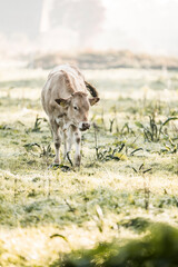 Light cream cow grazing on a dewy green pasture at golden hour with soft sunlight and shallow focus © PIC by Femke