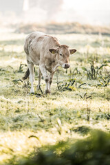 Young brown calf grazing in a sunlit meadow with soft morning mist and dewy green grass © PIC by Femke