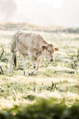 Light cream-colored cow grazing in a dewy sunlit pasture at dawn, tranquil rural farmland scene with soft backlit morning light © PIC by Femke