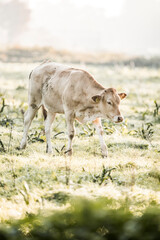 Light-colored cow grazing in a sunlit dewy meadow at dawn, pastoral farm livestock in soft backlight © PIC by Femke