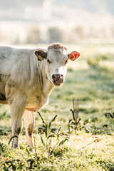 Young white calf standing in a sunlit grassy pasture at morning, close-up farm animal portrait with soft backlight © PIC by Femke
