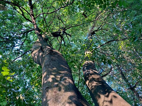 Low angle view of two tall ash trees with green leafy canopy and dappled sunlight