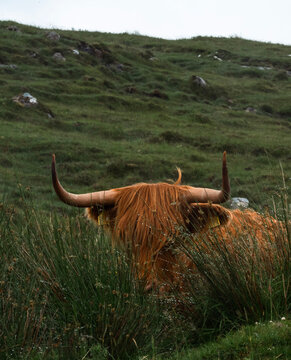 Schottisches Hochlandrind